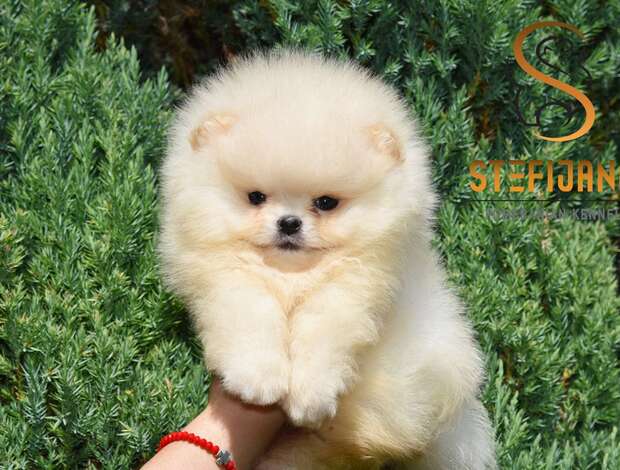 Pomeranian Pomeranian BOO – Premium Quality Puppies