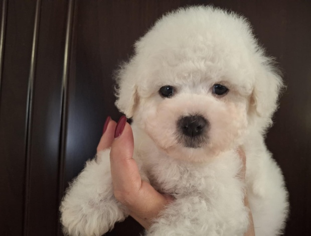 Bichon Frise Bichon Frise puppies
