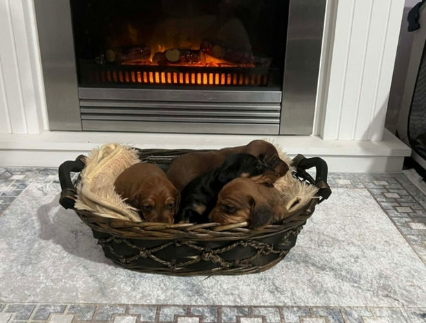 Dachshund Short-haired Dachshunds