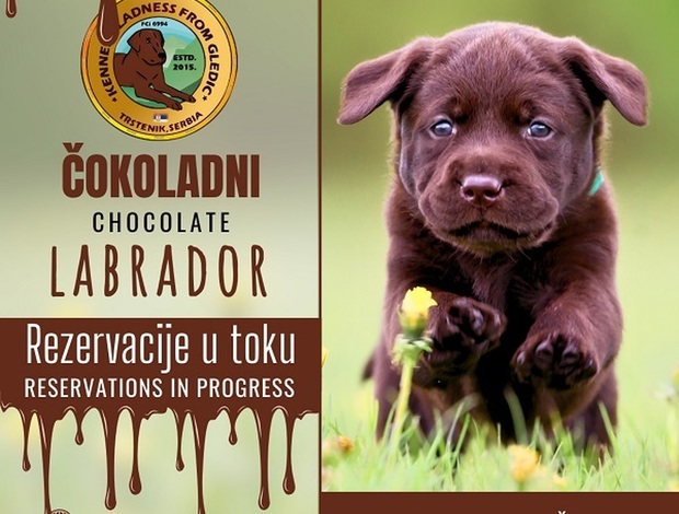 Labrador Retriever Brown Labrador puppies