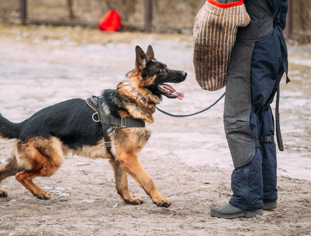 German Shepherd Dog Protection Dogs for Sale in Colorado - Prestige Protection Dogs