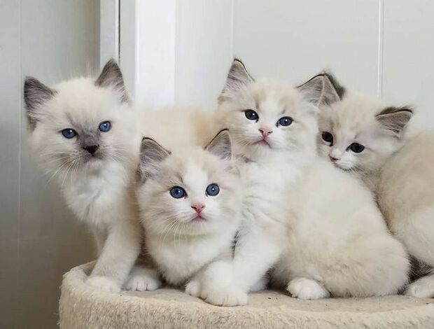 Ragdoll Beautiful GCCF champion ragdolls