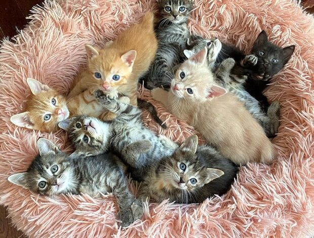 Maine Coon TICA Registered Pure Pedigree Main Coon Kittens