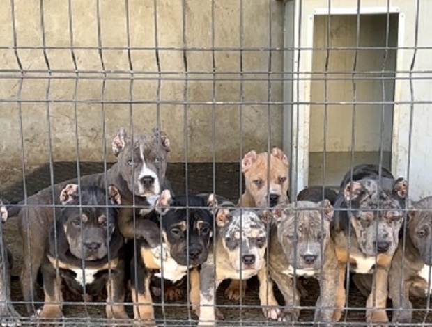 Other American bully XL / XXL