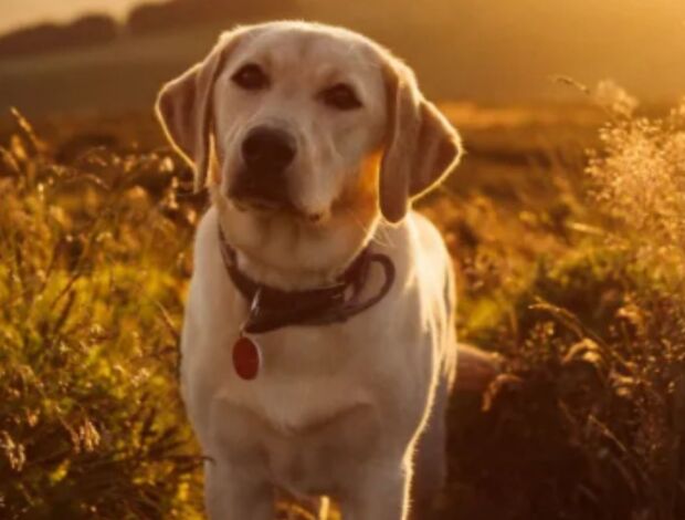 German Shepherd Dog Prestige K9