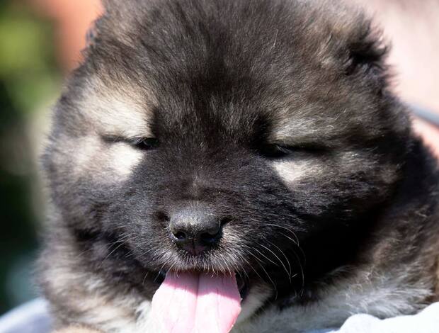 Caucasian Shepherd Dog Caucasian Shepherd – Puppies