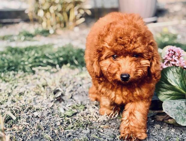 Poodle Red miniature poodle