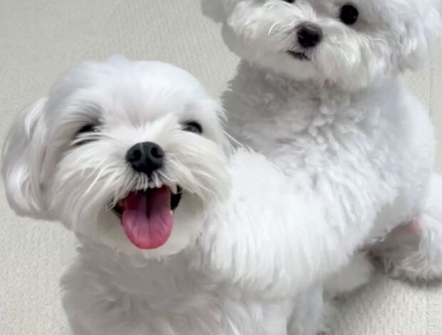 Maltese Two Teacup Maltese Puppies Needs a New Family