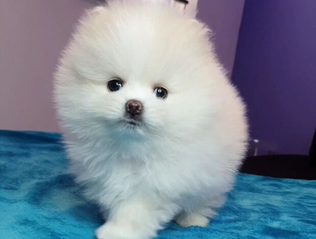 Pomeranian Beautiful mini t-cup Pomeranian puppies for sale.