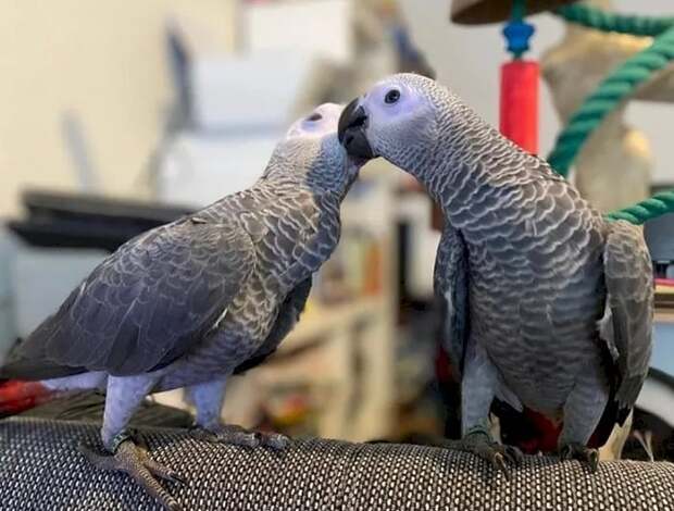 African Grey Parrot Lovely African Grey Parrots for sale