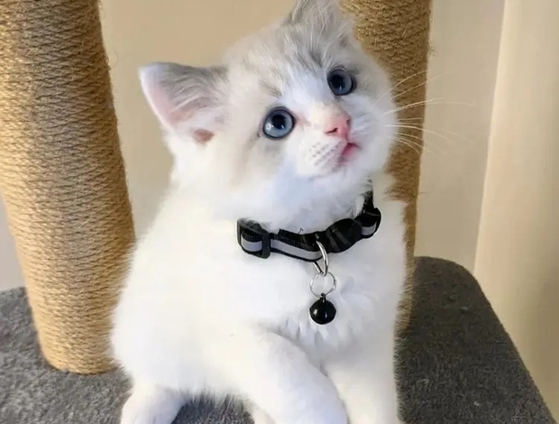 Ragdoll Adorable Home Raised Ragdoll Kittens