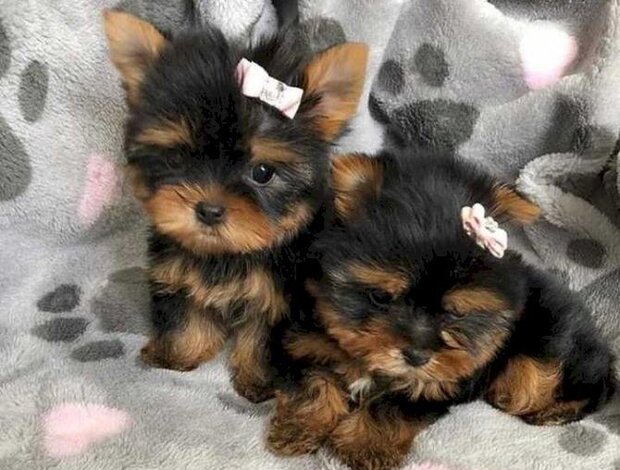 Yorkshire Terrier Loving Tea Cup Yorkie Puppies