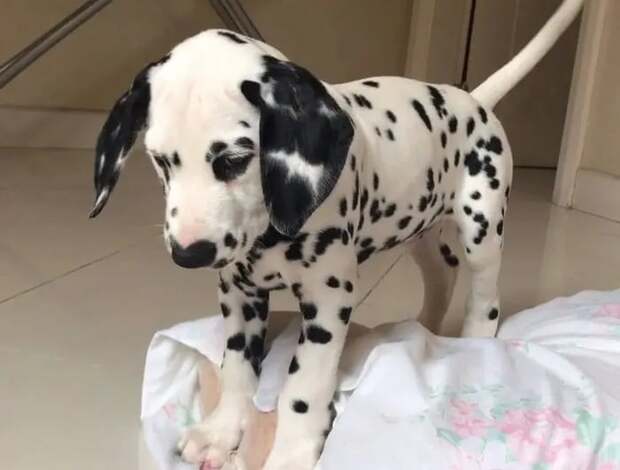 Great Dane Black male Great Dane puppy for sale at a good price