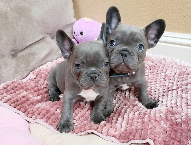 French Bulldog Male and Female Trained French Bulldog Puppies
