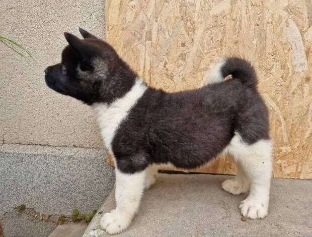 American Akita American Akita puppies