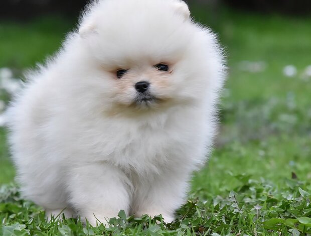 Pomeranian Pomeranian Spitz – BOO Teddy Bear Type