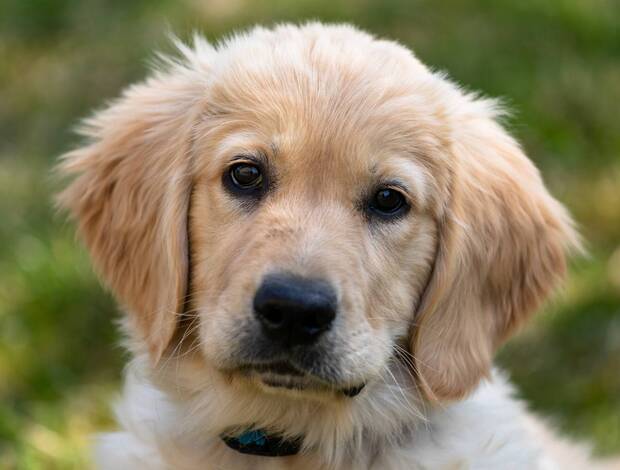 Golden Retriever AKC golden retriever puppies: Finding your Companion