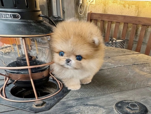 Pomeranian Pomeranian puppy male available 11weeks old