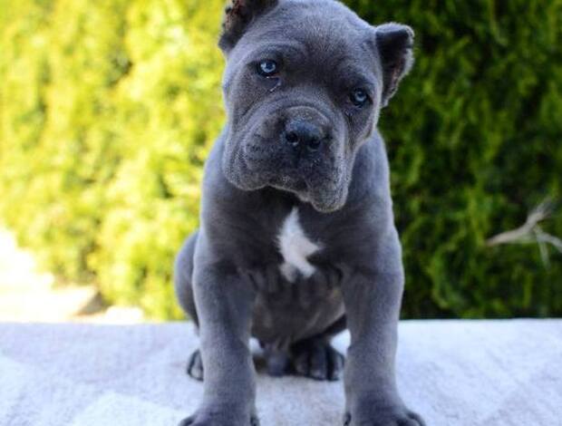 Cane Corso Cane Corso, female and male