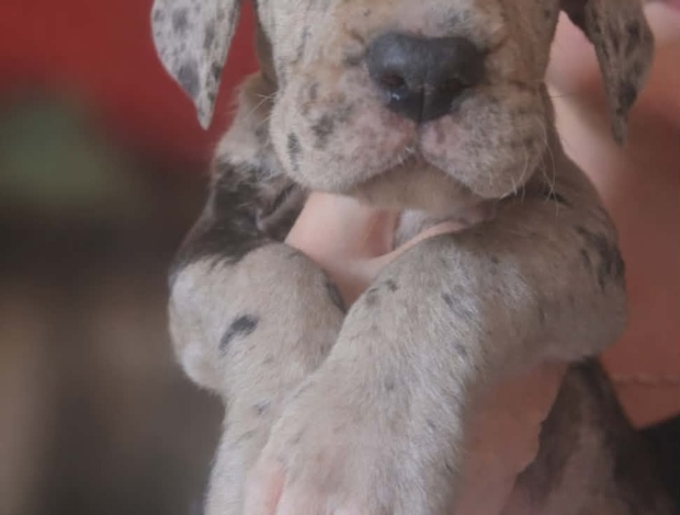 Great Dane Great Dane – beautiful puppies