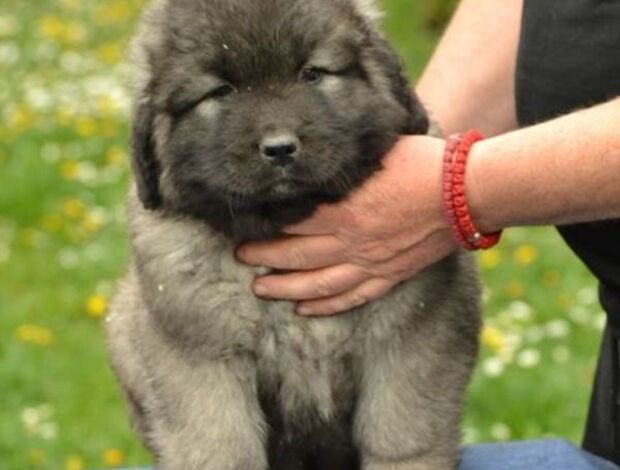 Caucasian Shepherd Dog Caucasian shepherd puppies