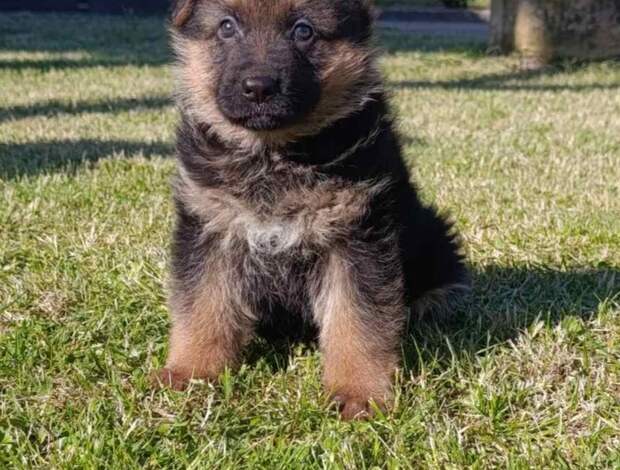German Shepherd Dog German Shepherd Beautiful Puppies