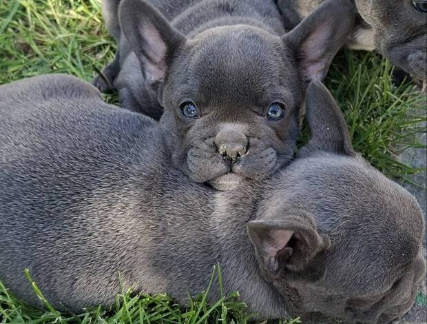 French Bulldog French Bulldog Sky Blue Puppies