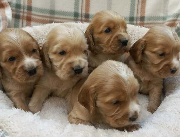 English Cocker Spaniel English Cocker Spaniel puppies