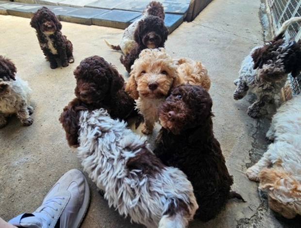 Lagotto Romagnolo Lagotto Romagnolo puppies