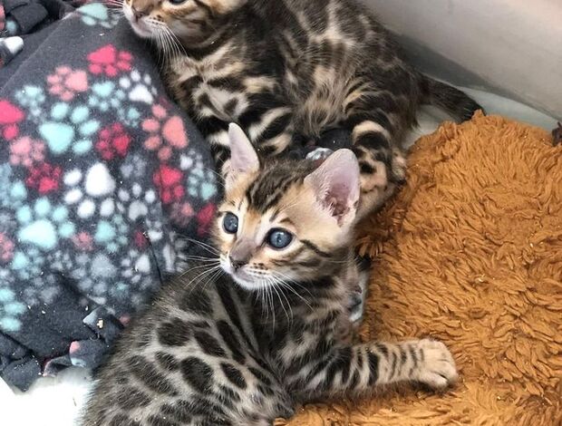 Bengal adorable Bengal kittens