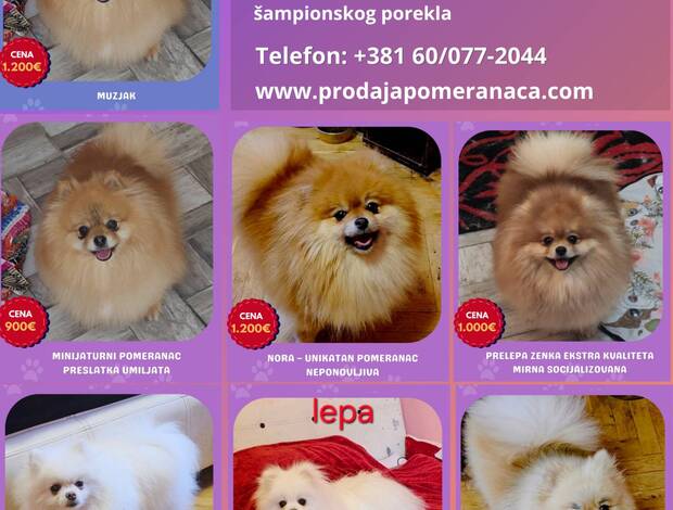 Pomeranian Pomeranian Kennel for Sale