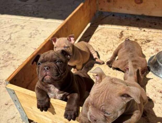 Bull and Terrier American bully exotic-micro puppies