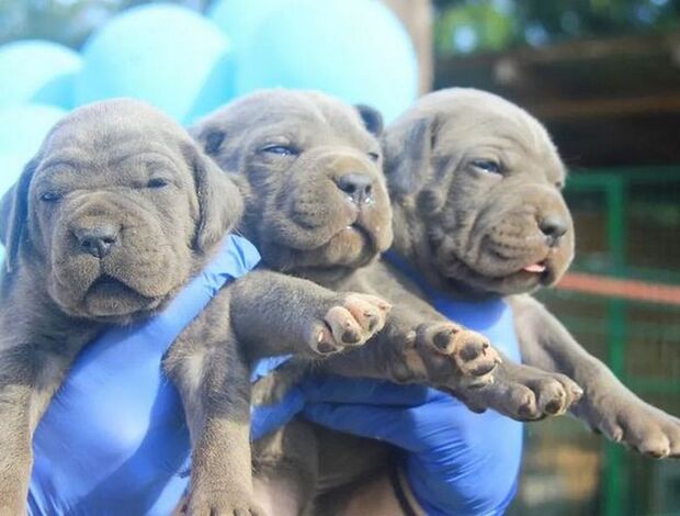 Cane Corso Cane Corso puppies