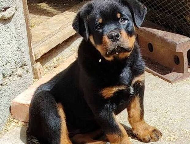 Rottweiler Rottweiler, first choice male puppy