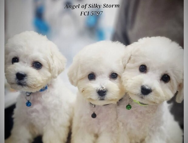 Bichon Frise Bichon Frise Beautiful Puppies