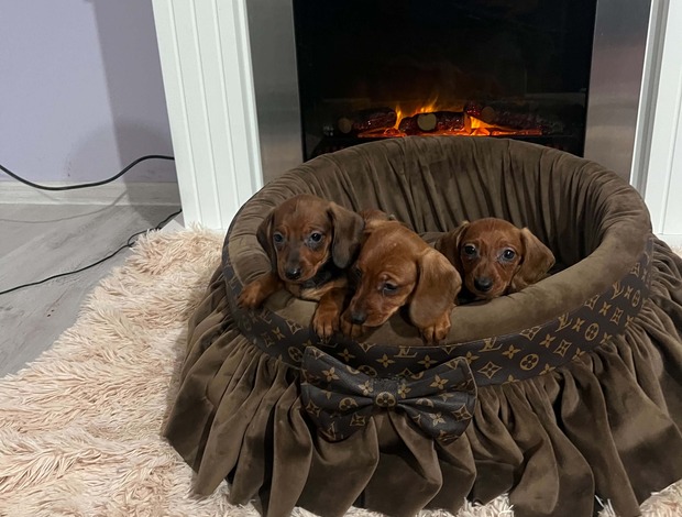 Dachshund Short-haired Dachshunds
