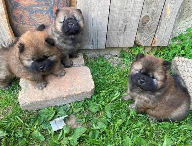 Chow Chow Chow Chow puppies