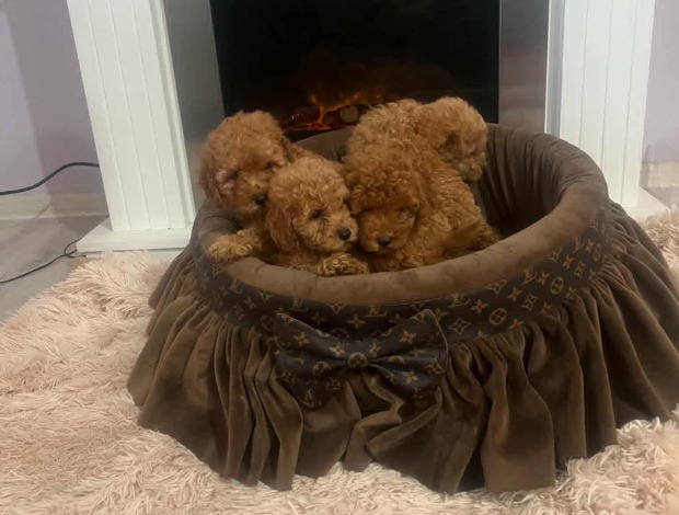 Poodle Extra small toy poodles