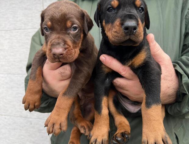 Doberman Pinscher Doberman – Puppies for Sale