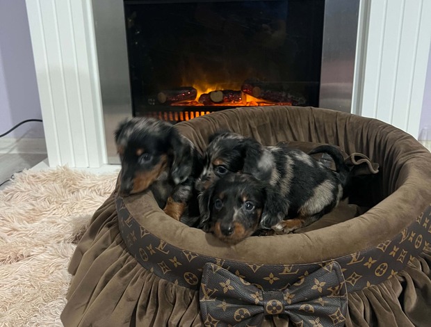 Dachshund Long-haired dwarf dachshunds in merle color