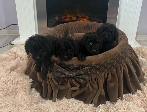 Poodle Toy poodle