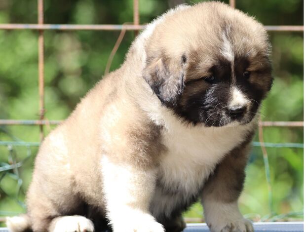 Caucasian Shepherd Dog Caucasian Shepherd Dog – Beautiful Female Puppies