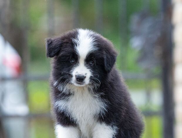 Border Collie Border Collie puppies