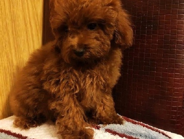 Poodle Red toy poodle, beautiful puppies