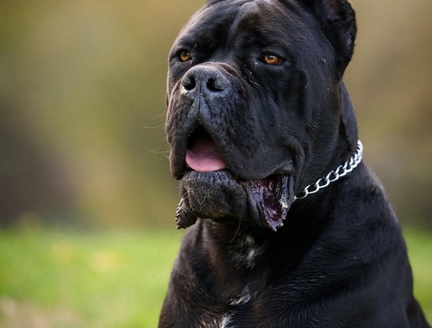 Cane Corso Cane Corso – Male for Sale
