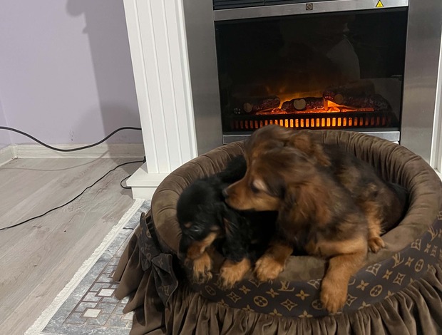 Dachshund Long-haired dwarf dachshund, puppies