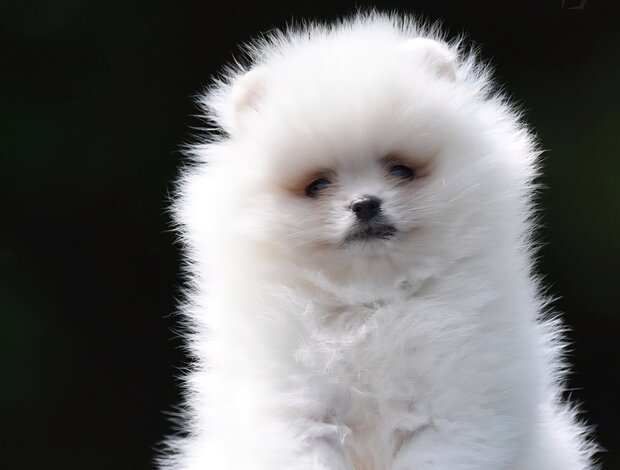 Pomeranian Pomeranian Boo – Beautiful Puppies
