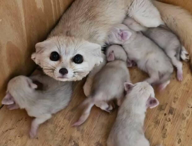Fennec fox "Babies Male And Female Adorable Fennec Foxes"