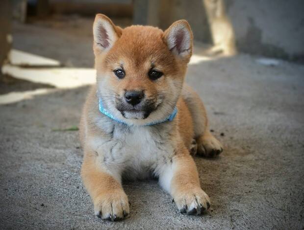 Shiba Inu Shiba Inu – Beautiful Puppies