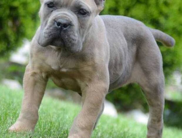 Cane Corso Cane Corso, top quality puppies